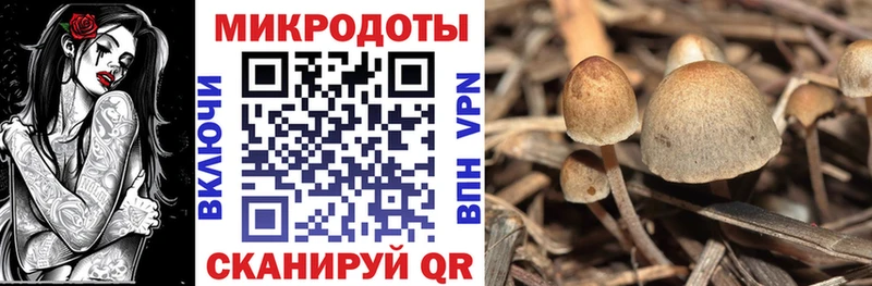 Купить где  Пыталово  Псилоцибиновые грибы Psilocybine cubensis 
